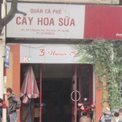 Cây Hoa Sữa Cafe