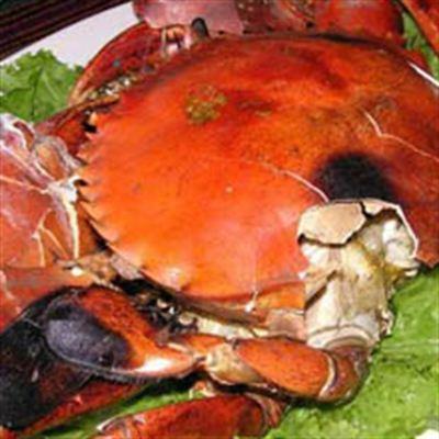 Ốc Bà Mập
