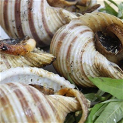 Ốc Ta – Dương Bá Trạc