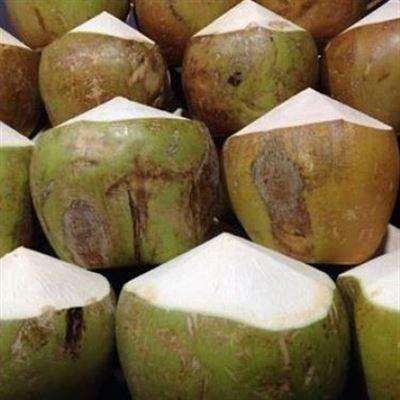 Dừa Xiêm Bến Tre – Mạc Thị Bưởi